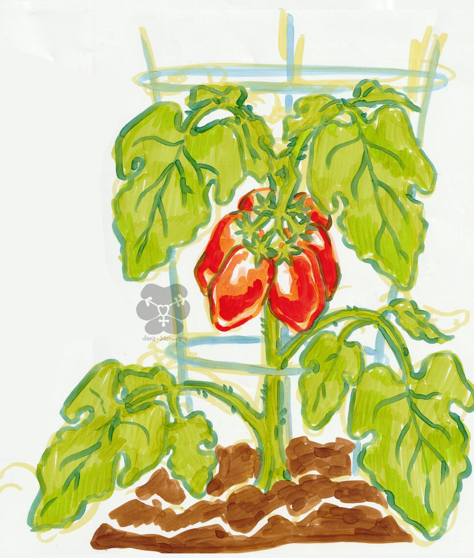 "Cherry red tomatoes" alcohol ink on paper